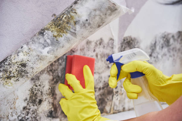 Forensic Mold Investigation in Weldon, CA